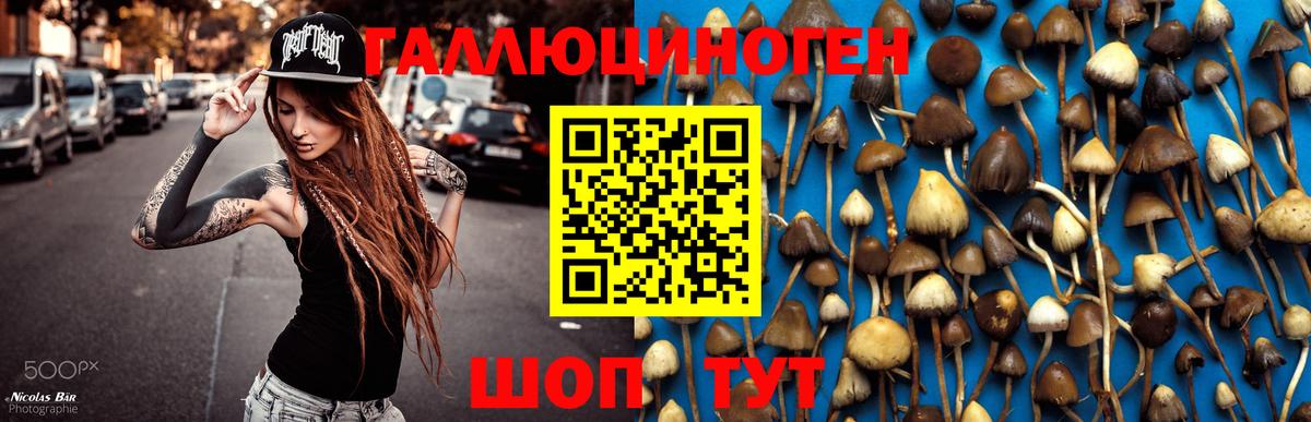 Галлюциногенные грибы Cubensis Зима